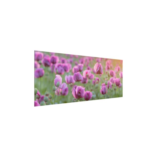 Quadros em vidro flores Purple Poppy Flower Meadow In Spring