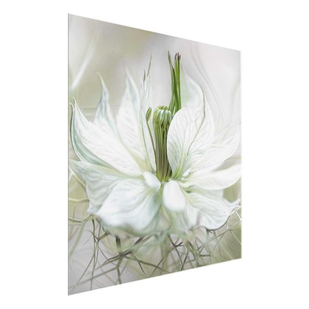 quadros flores White Nigella