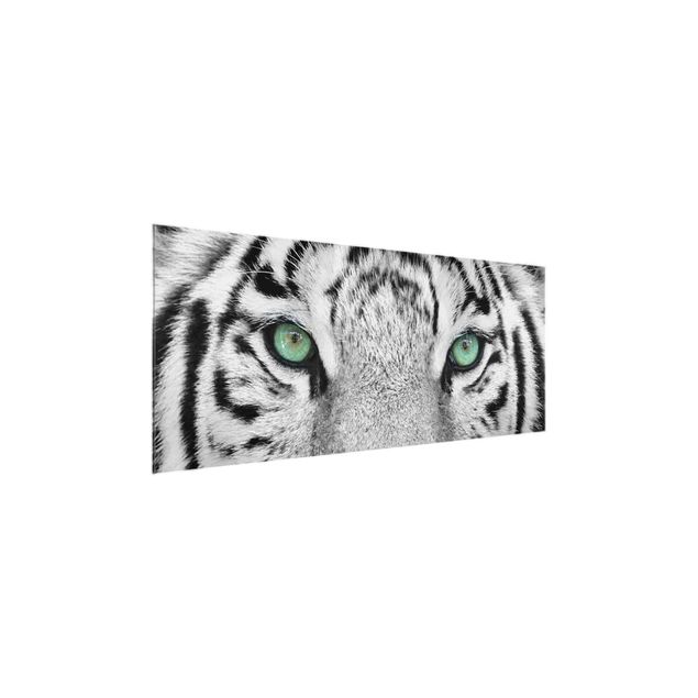 Quadros em vidro animais White Tiger