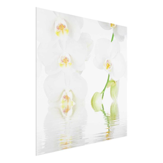 Quadros em vidro flores Spa Orchid - White Orchid