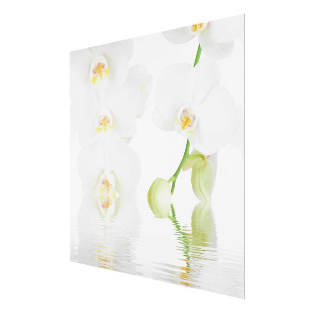 quadro com flores Spa Orchid - White Orchid