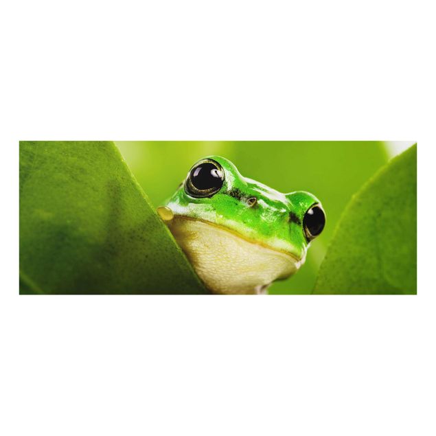 Quadros decorativos Frog
