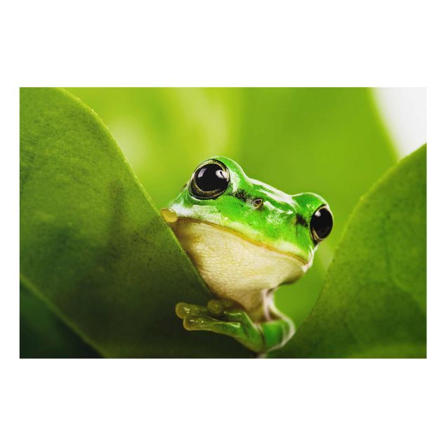 Quadros decorativos Frog