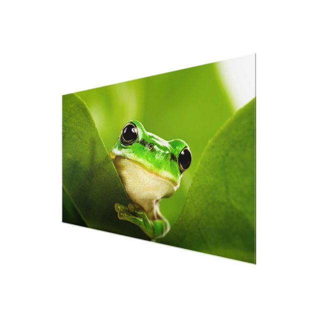 quadro de vidro Frog