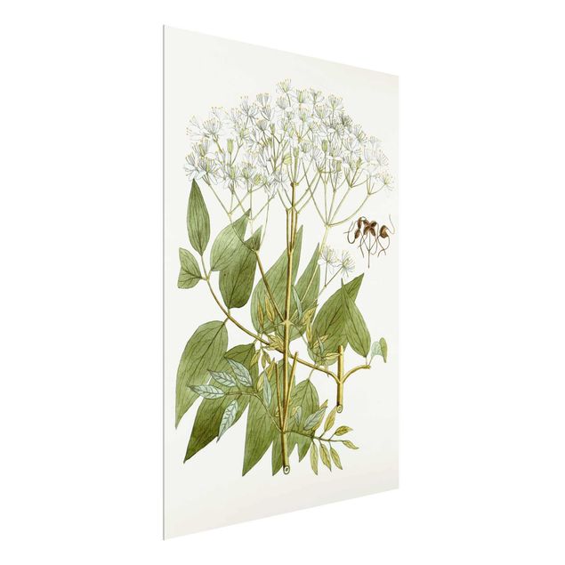 quadro com flores Wild Herbs Board V