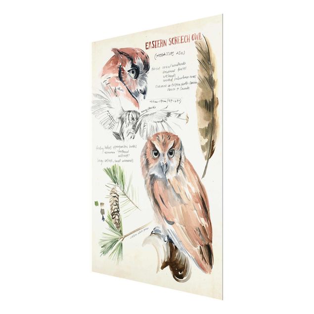 quadros para parede Wilderness Journal - Owl