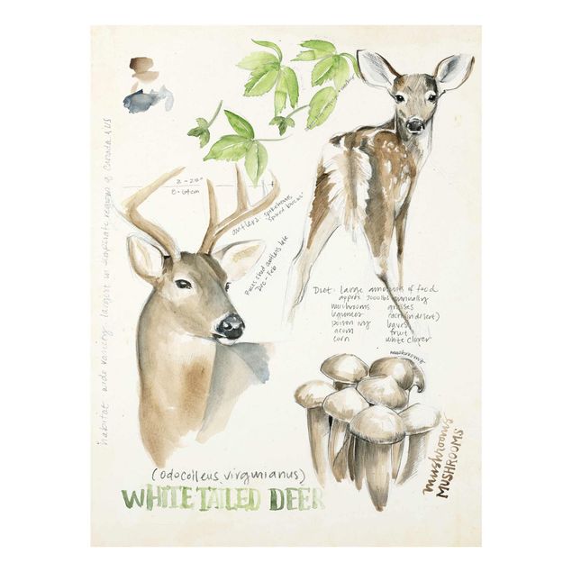 quadros de flores Wilderness Journal - Deer