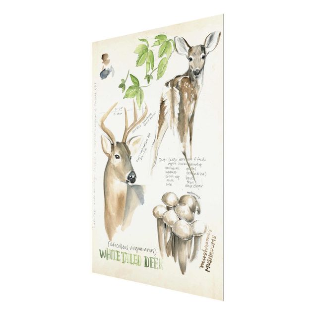 Quadros em marrom Wilderness Journal - Deer