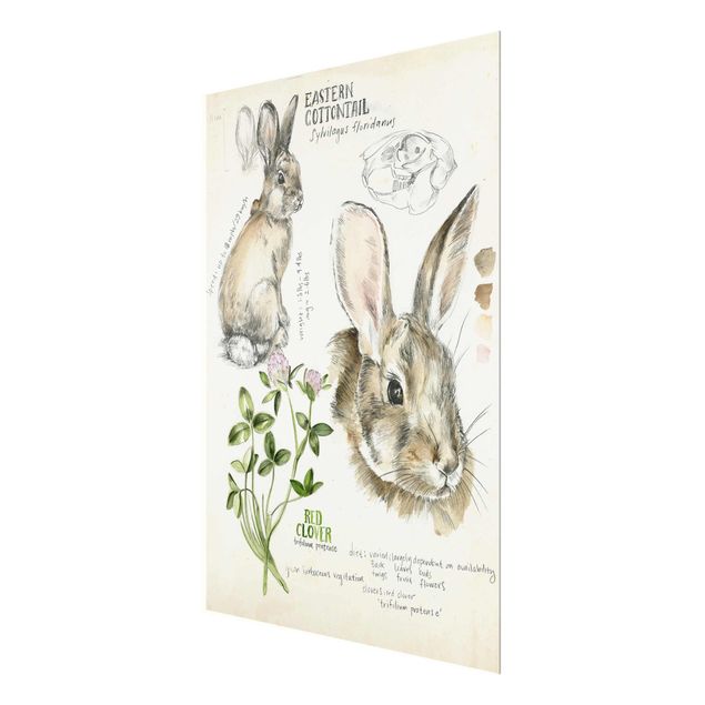Quadros decorativos Wilderness Journal - Rabbit