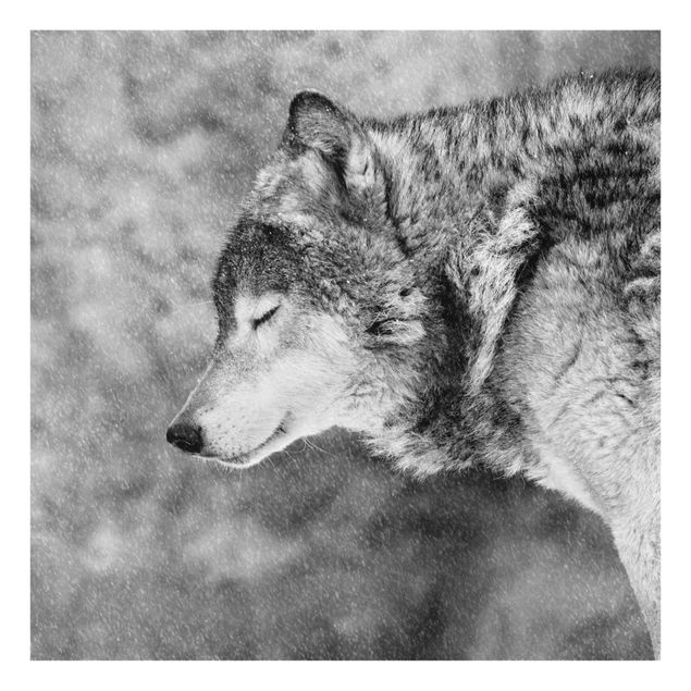 quadros em preto e branco Winter Wolf