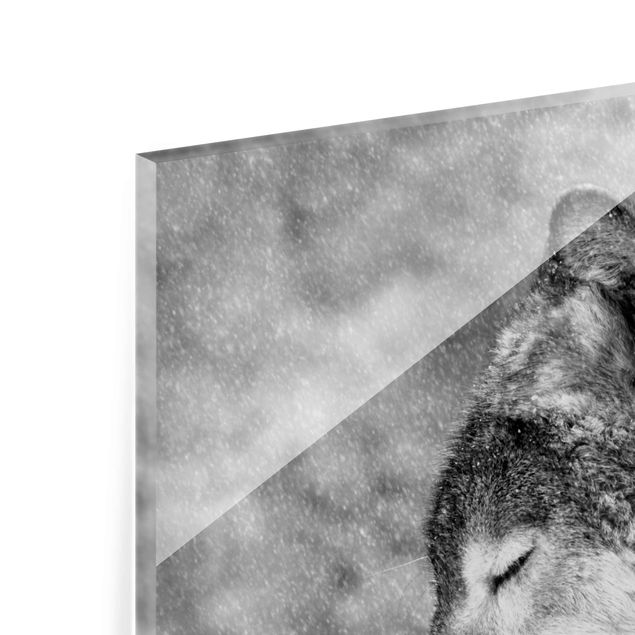 quadro em vidro Winter Wolf