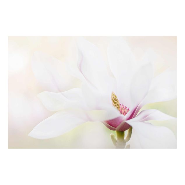 Quadros decorativos Delicate Magnolia Blossom