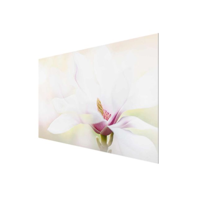 quadro de vidro Delicate Magnolia Blossom