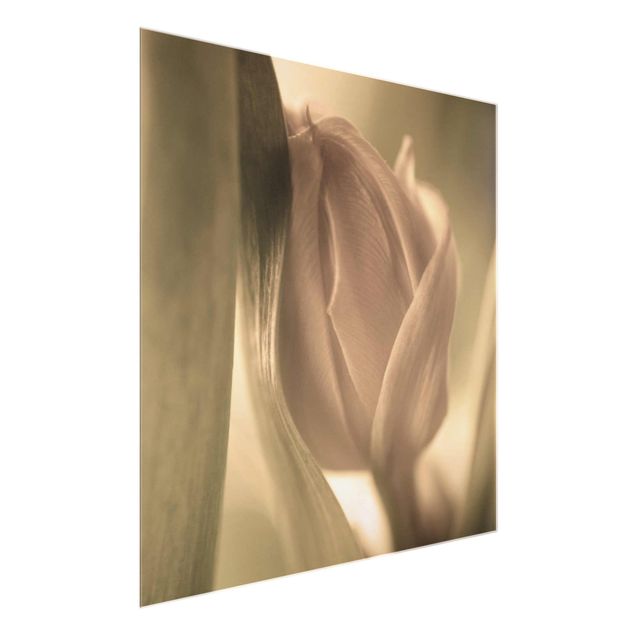 quadro com flores Delicate Tulip