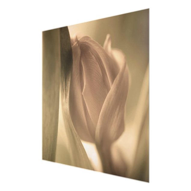 quadro de vidro Delicate Tulip