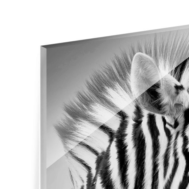 decoração quadros Zebra Baby Portrait II