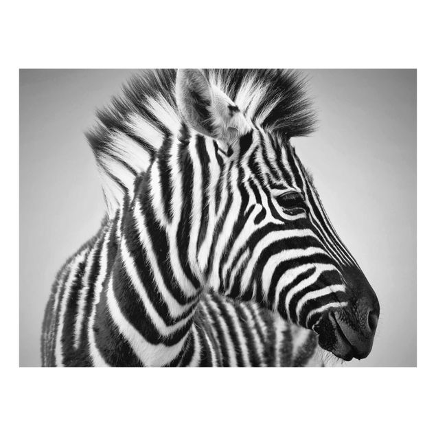 Quadros África Zebra Baby Portrait II