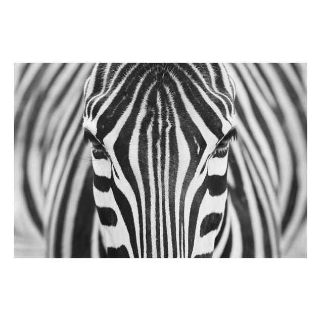 Quadros África Zebra Look