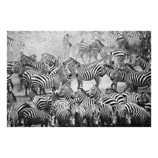 Quadros África Zebra herd II