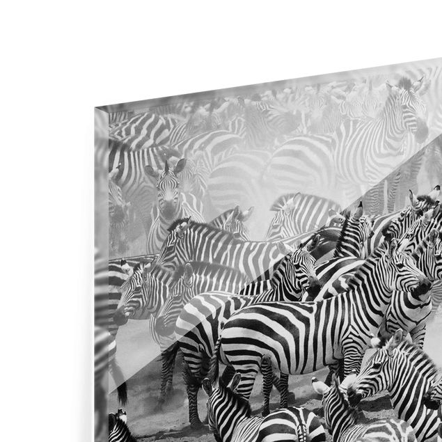 quadro de vidro Zebra herd II
