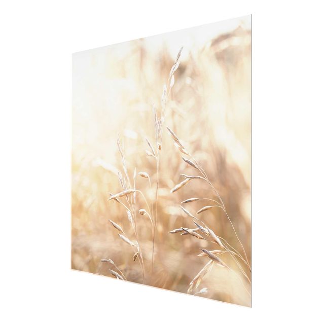 quadro de vidro Grasses In The Sun