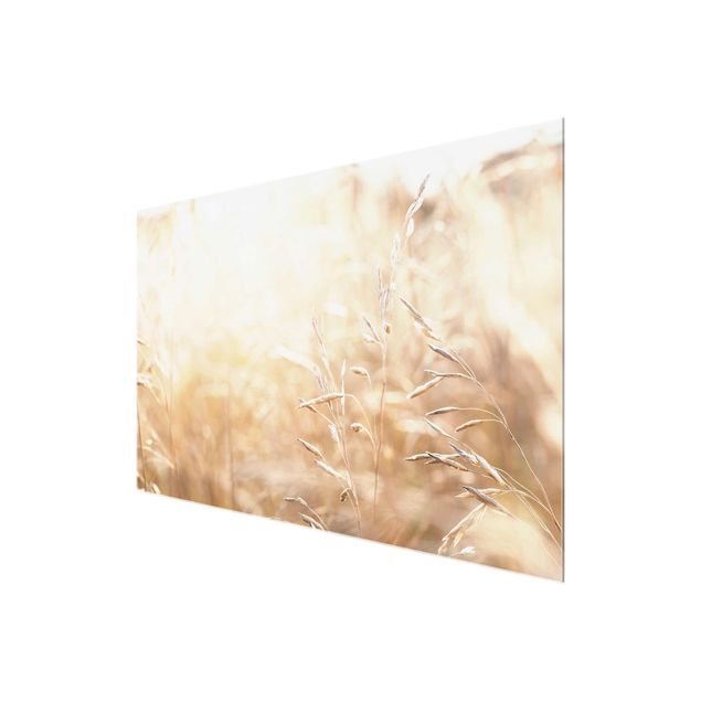 quadro de vidro Grasses In The Sun