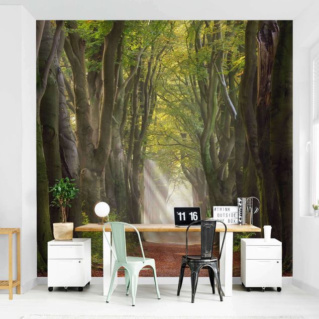papel de parede moderno para sala Glorious Day In The Forest