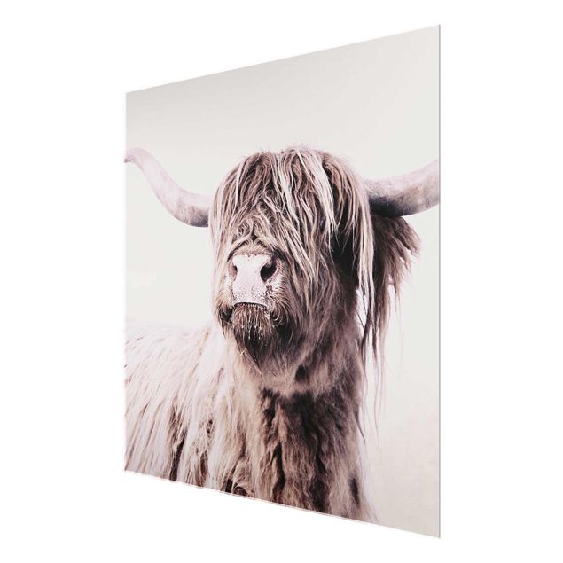 quadros para parede Highland Cattle Frida In Beige