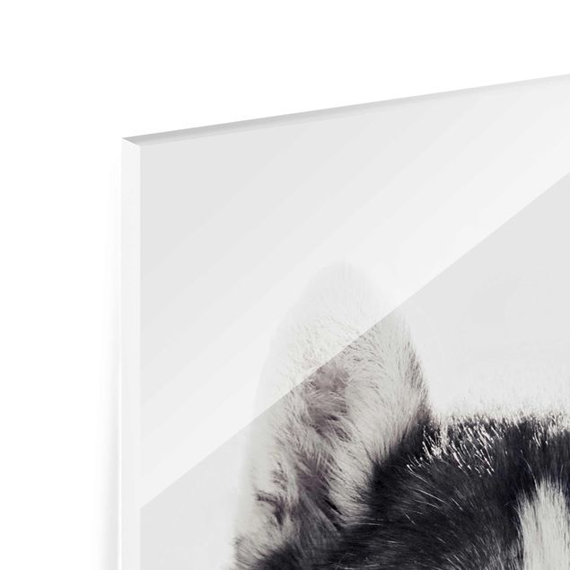 quadro de vidro Husky Portrait