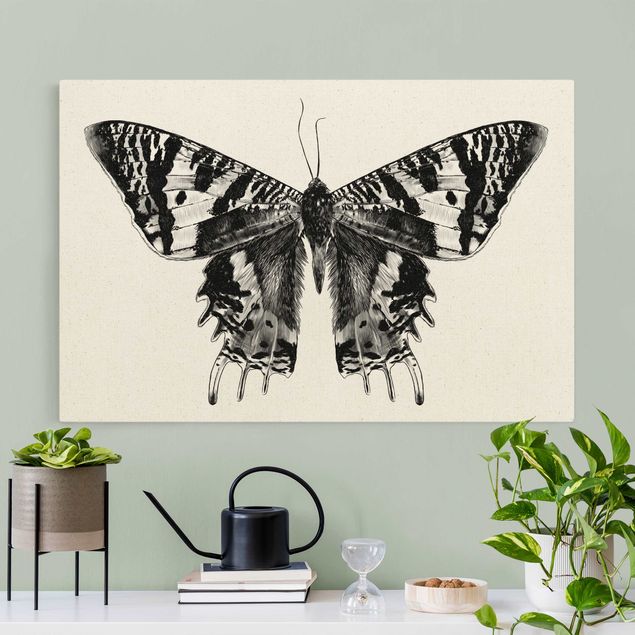 quadro com borboleta Illustration Flying Madagascan Butterfly