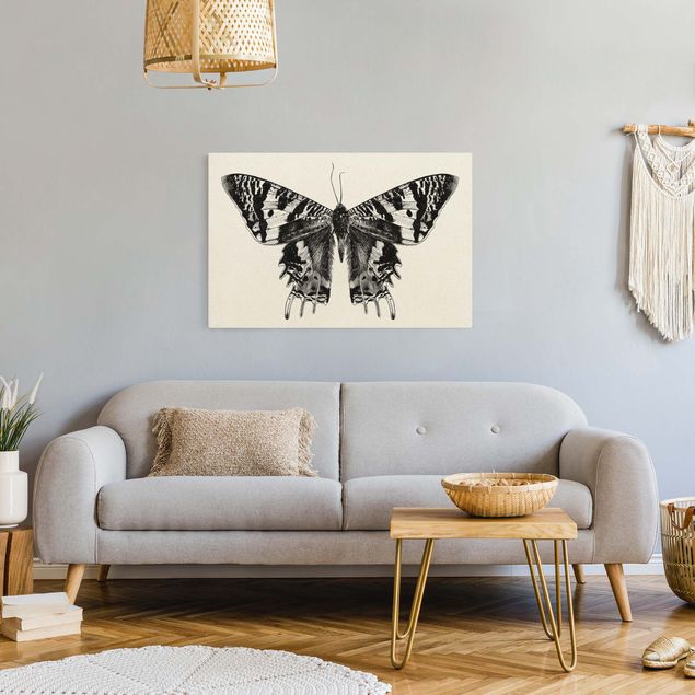Telas decorativas animais Illustration Flying Madagascan Butterfly