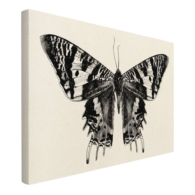 Quadros pretos Illustration Flying Madagascan Butterfly