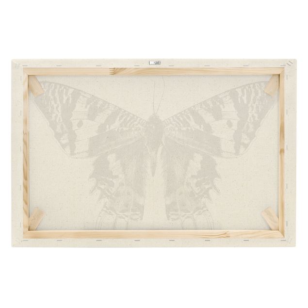 telas decorativas para paredes Illustration Flying Madagascan Butterfly