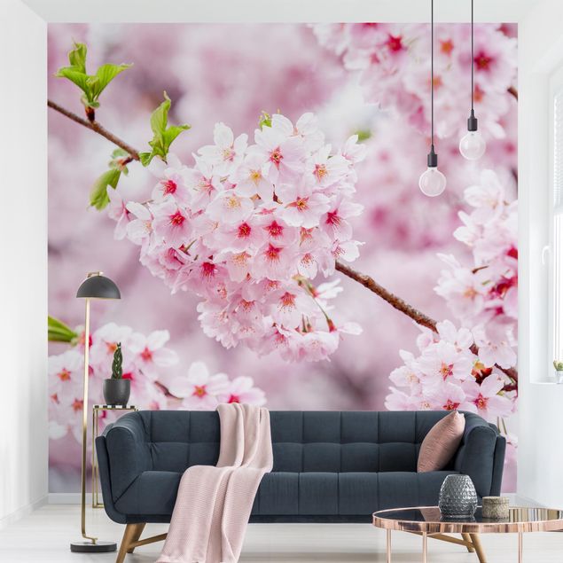 papéis de parede cidade Japanese Cherry Blossoms