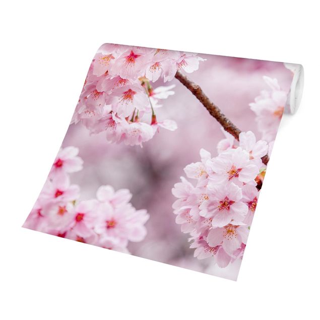 papéis de parede rosa Japanese Cherry Blossoms
