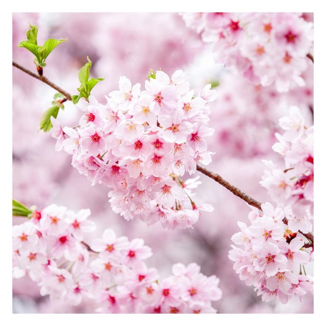 murais de parede Japanese Cherry Blossoms