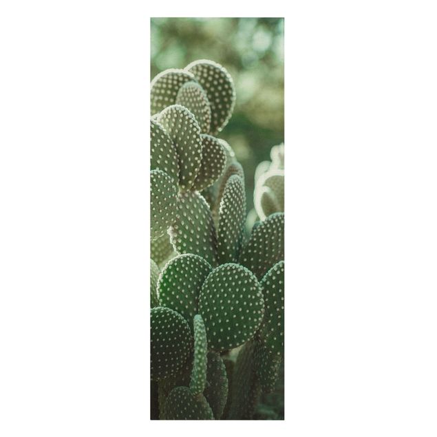 Quadros verdes Cacti