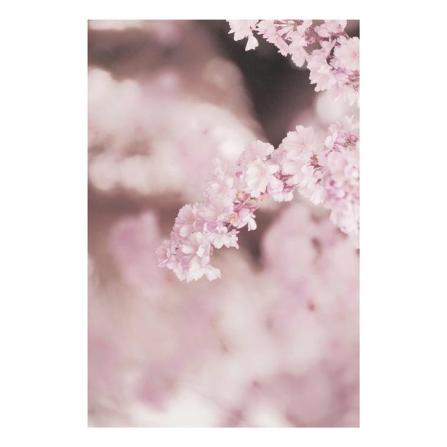 Quadros em marrom Cherry Blossoms In Purple Light