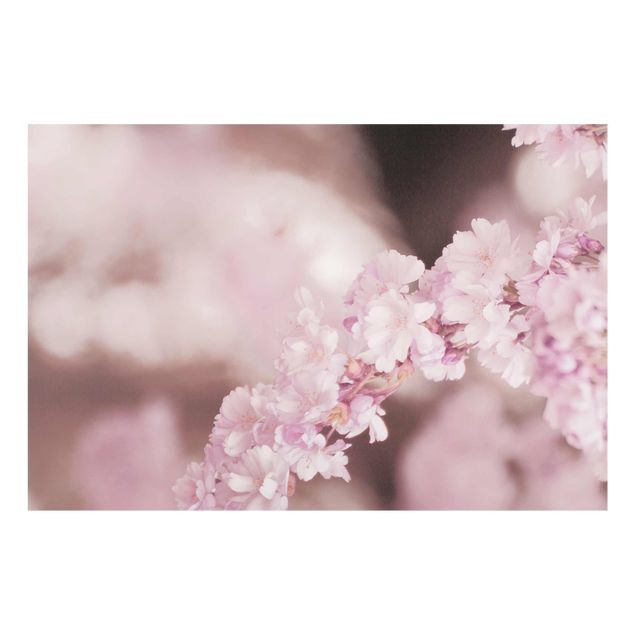Quadros em marrom Cherry Blossoms In Purple Light