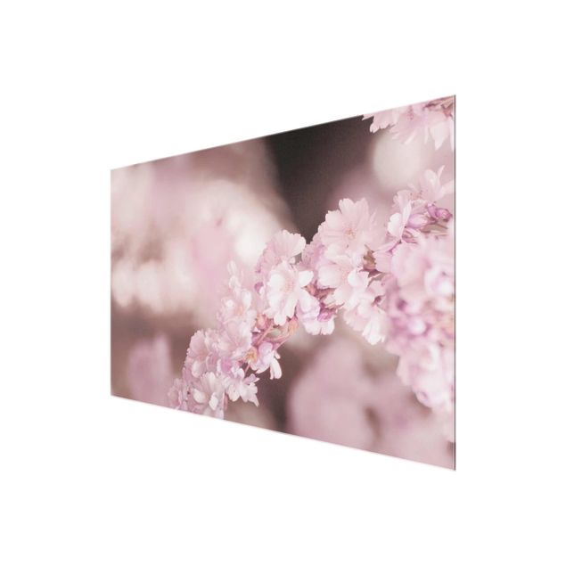 quadros para parede Cherry Blossoms In Purple Light