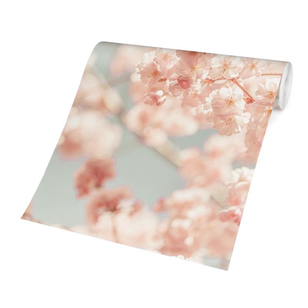 papéis de parede rosa Cherry Blossom Glow