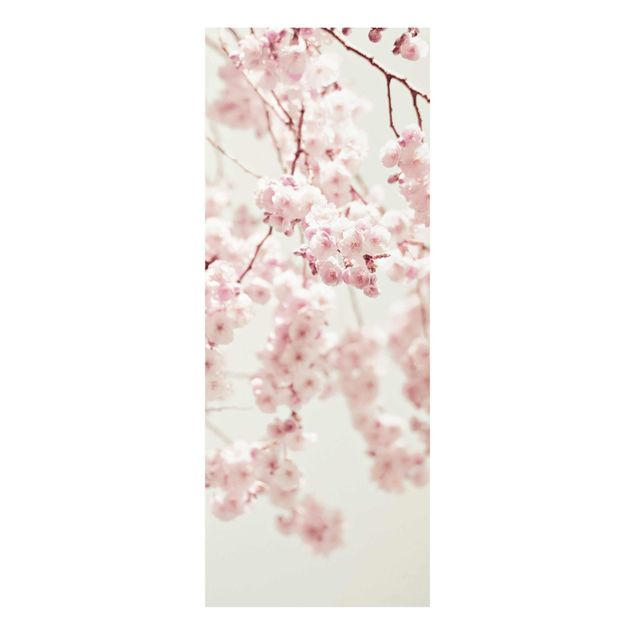 quadros para parede Dancing Cherry Blossoms