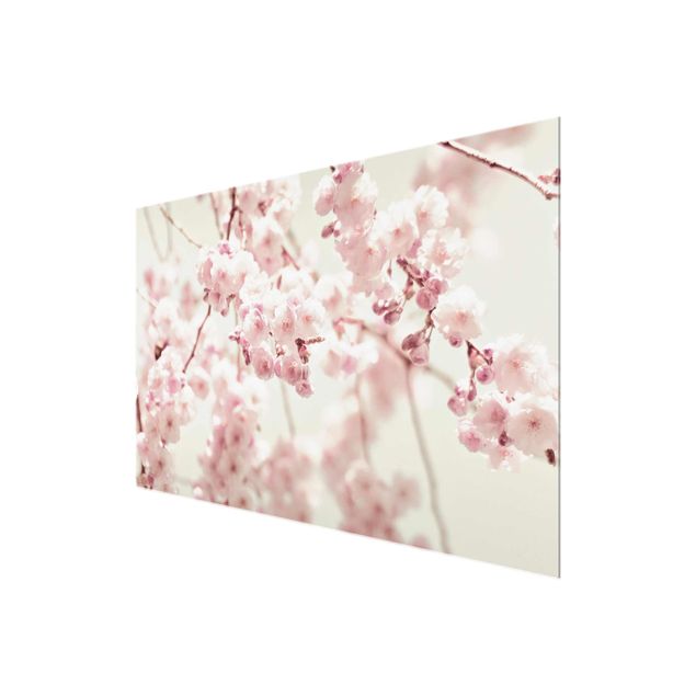 quadro em vidro Dancing Cherry Blossoms