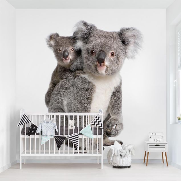 Papel de parede animais Koala Bears