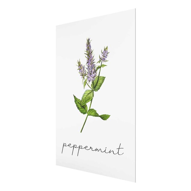 decoração quadros Herbs Illustration Pepper Mint
