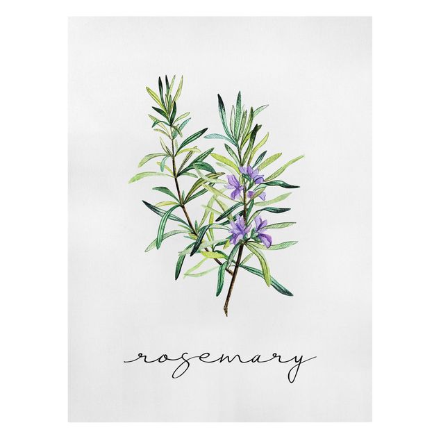 Quadros florais Herbs Illustration Rosemary