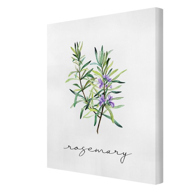 Telas decorativas temperos e ervas aromáticas Herbs Illustration Rosemary