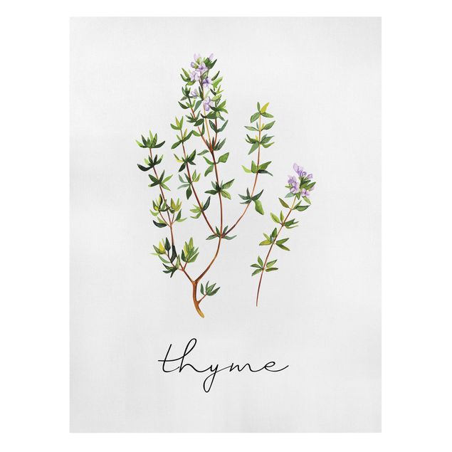Telas decorativas temperos e ervas aromáticas Herbs Illustration Thyme