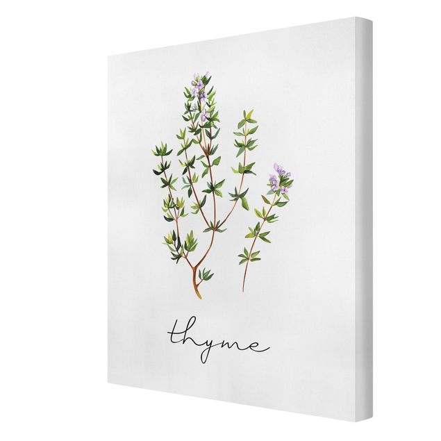 Quadros verdes Herbs Illustration Thyme