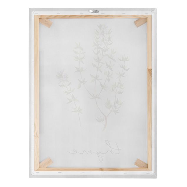 Quadros decorativos Herbs Illustration Thyme